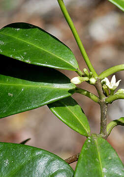 Image of jungle netvine