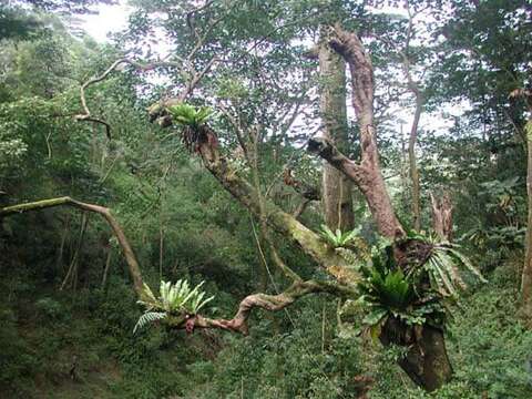 Image of Hawai'I birdnest fern