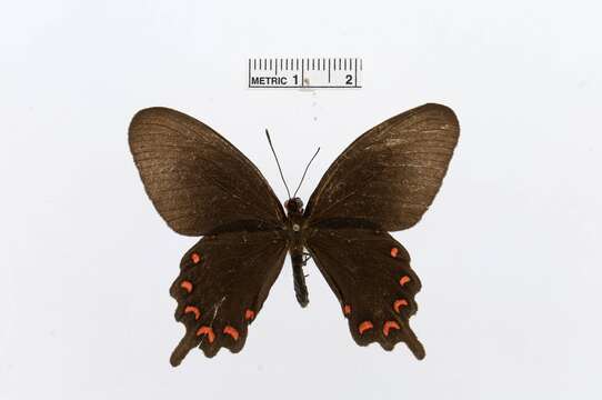 Image of Parides montezuma (Westwood 1842)