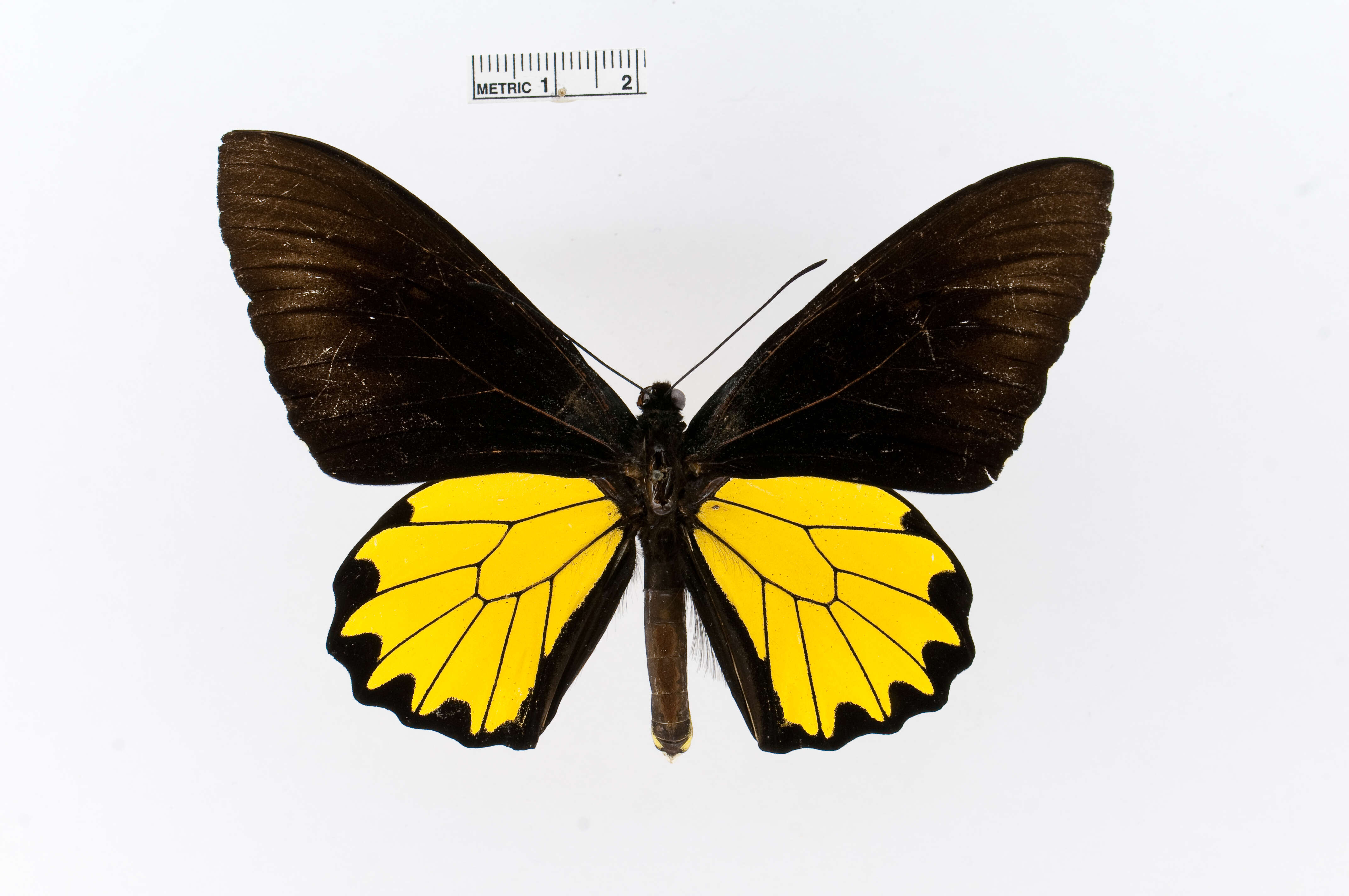 Image of Borneo Birdwing