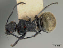 Image of Polyrhachis gab Forel 1879