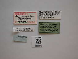 Image of Asymphorodes hypostema Clarke 1986