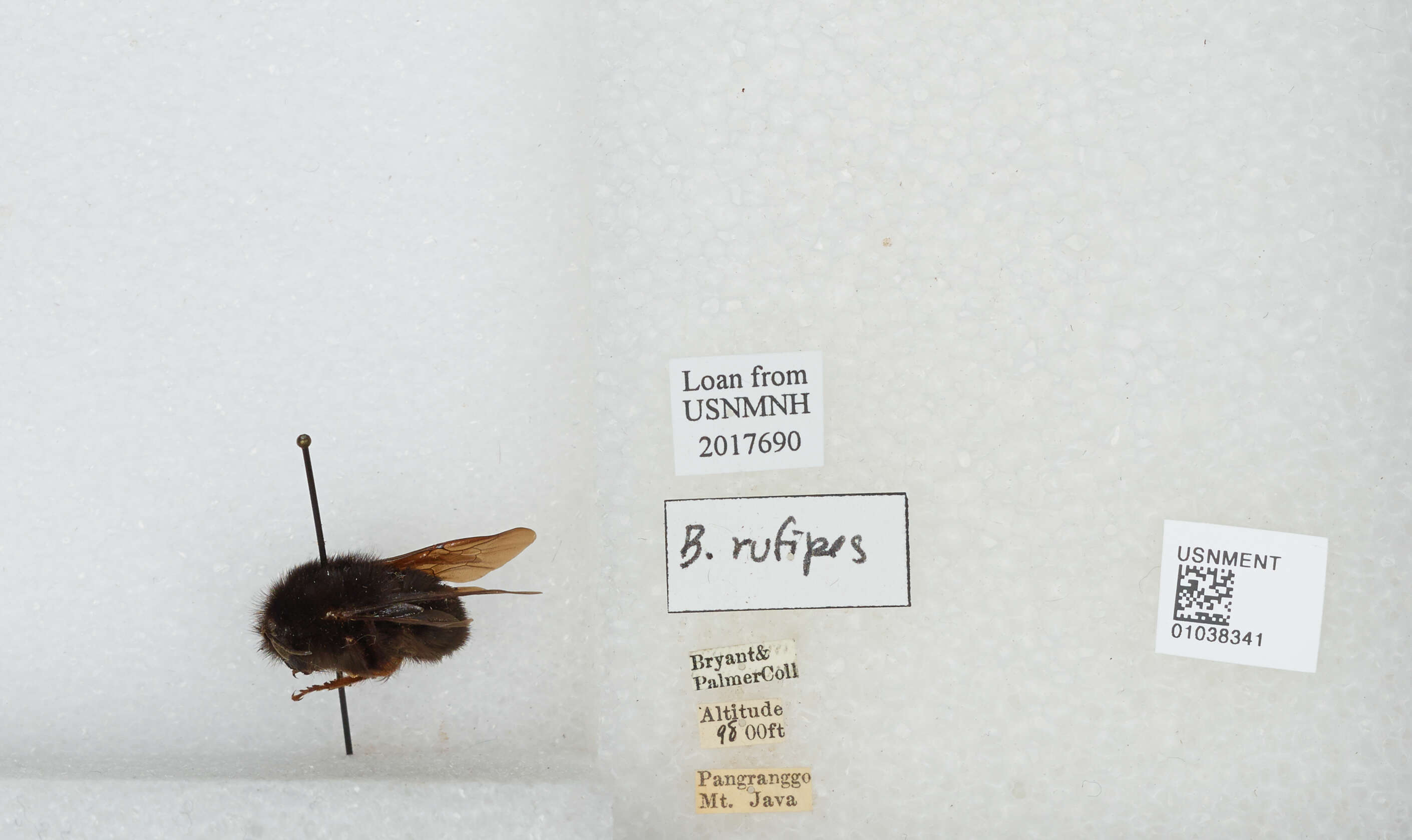 Image of Bombus rufipes Lepeletier 1836