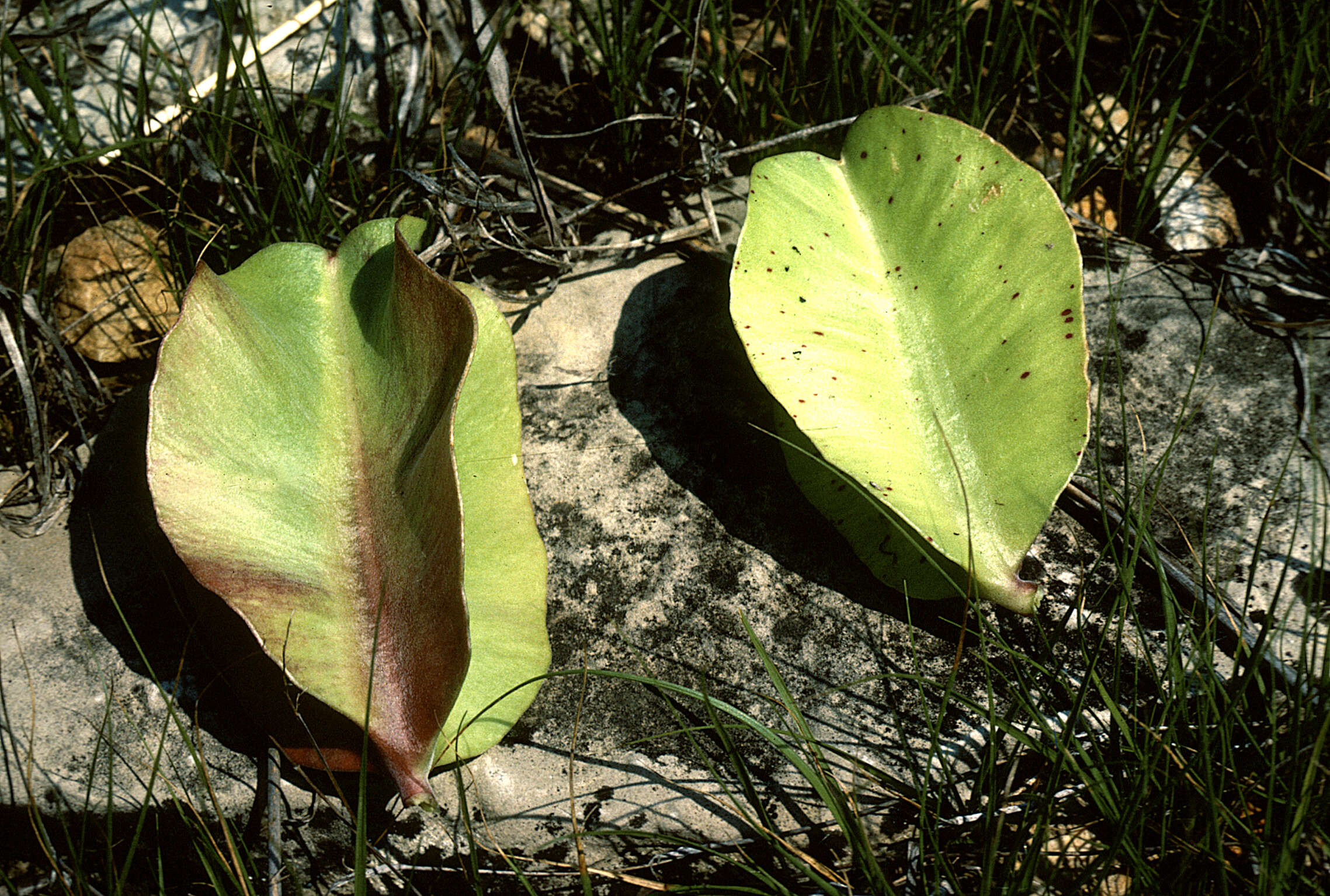 Oenothera macrocarpa subsp. macrocarpa resmi