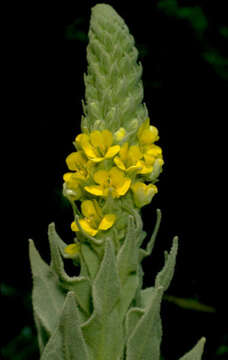 Image of Great Mullein