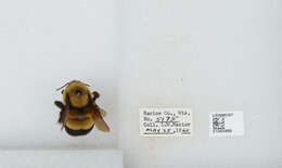 Слика од Bombus affinis Cresson 1864