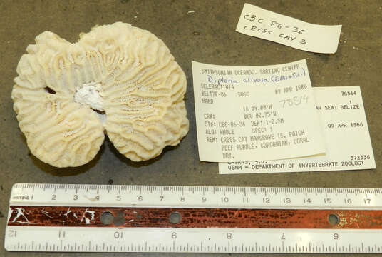 Pseudodiploria Fukami, Budd & Knowlton 2012 resmi