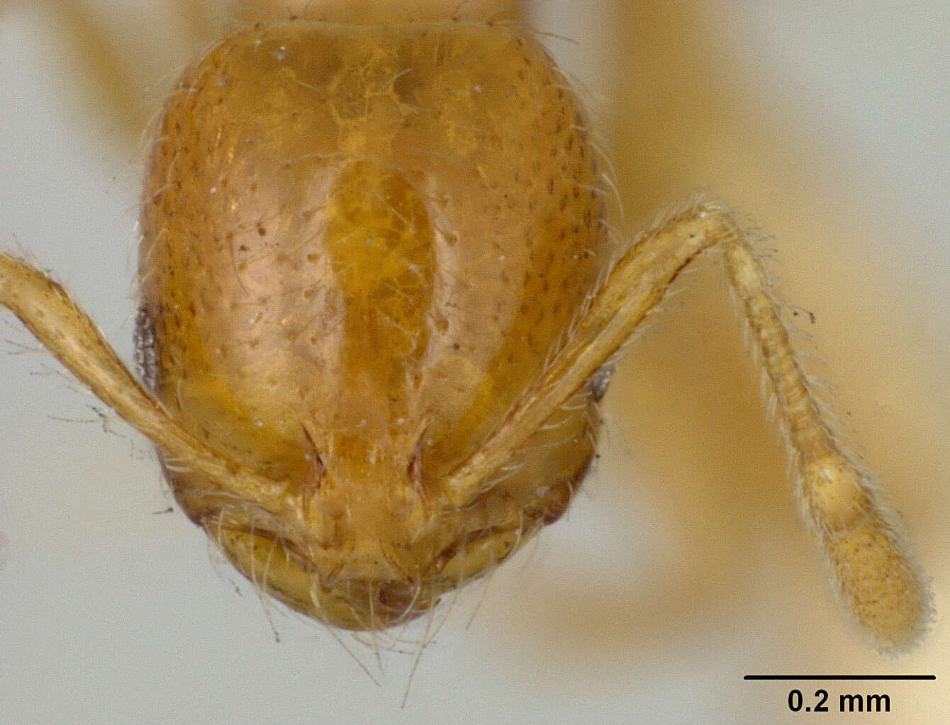 Imagem de Solenopsis globularia pacifica Wheeler 1919