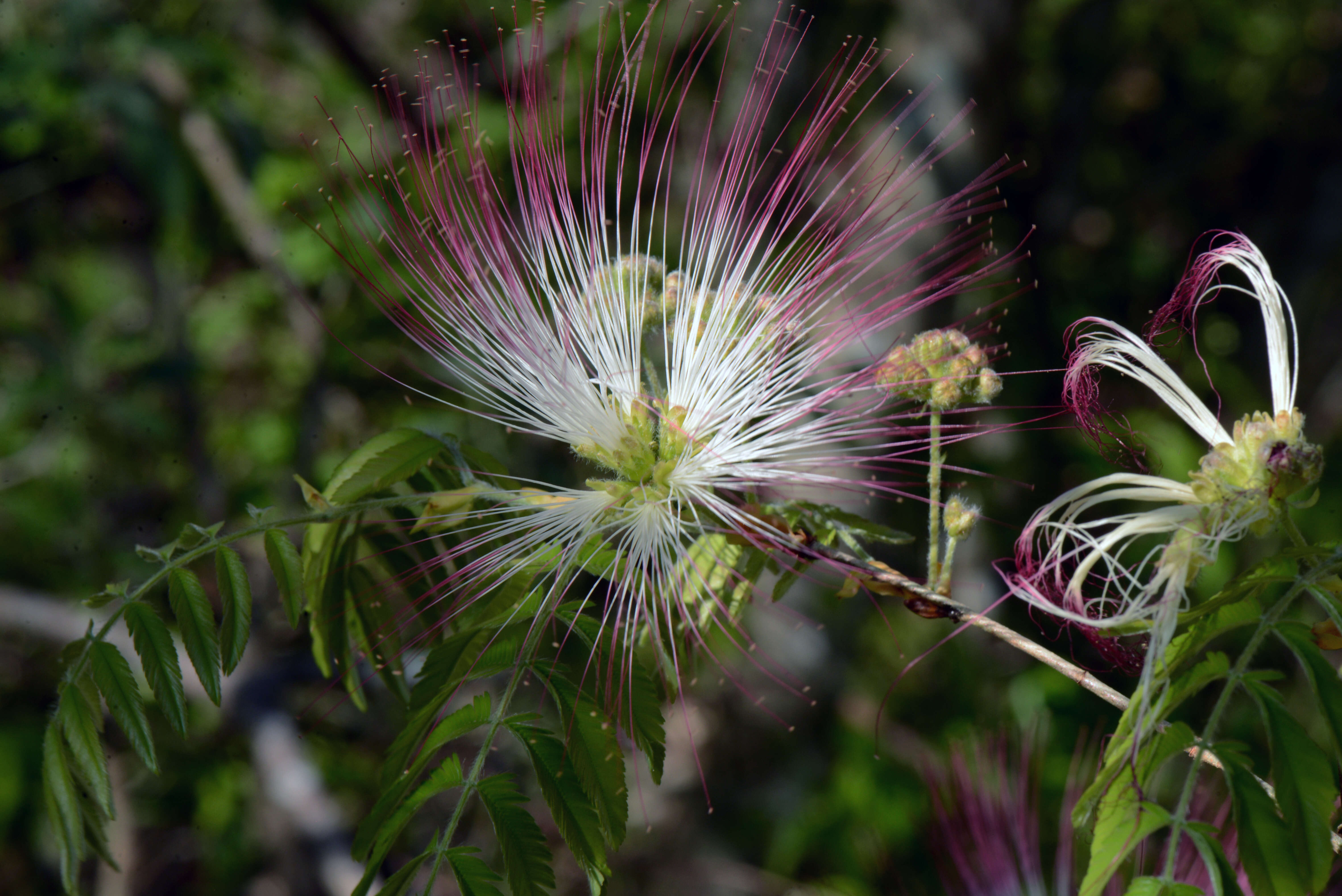 Image of Calliandra foliolosa Benth.