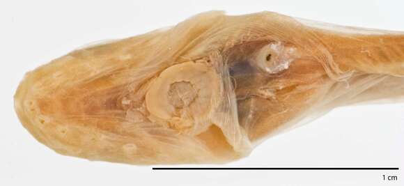 Careproctus homopterus Gilbert & Burke 1912的圖片