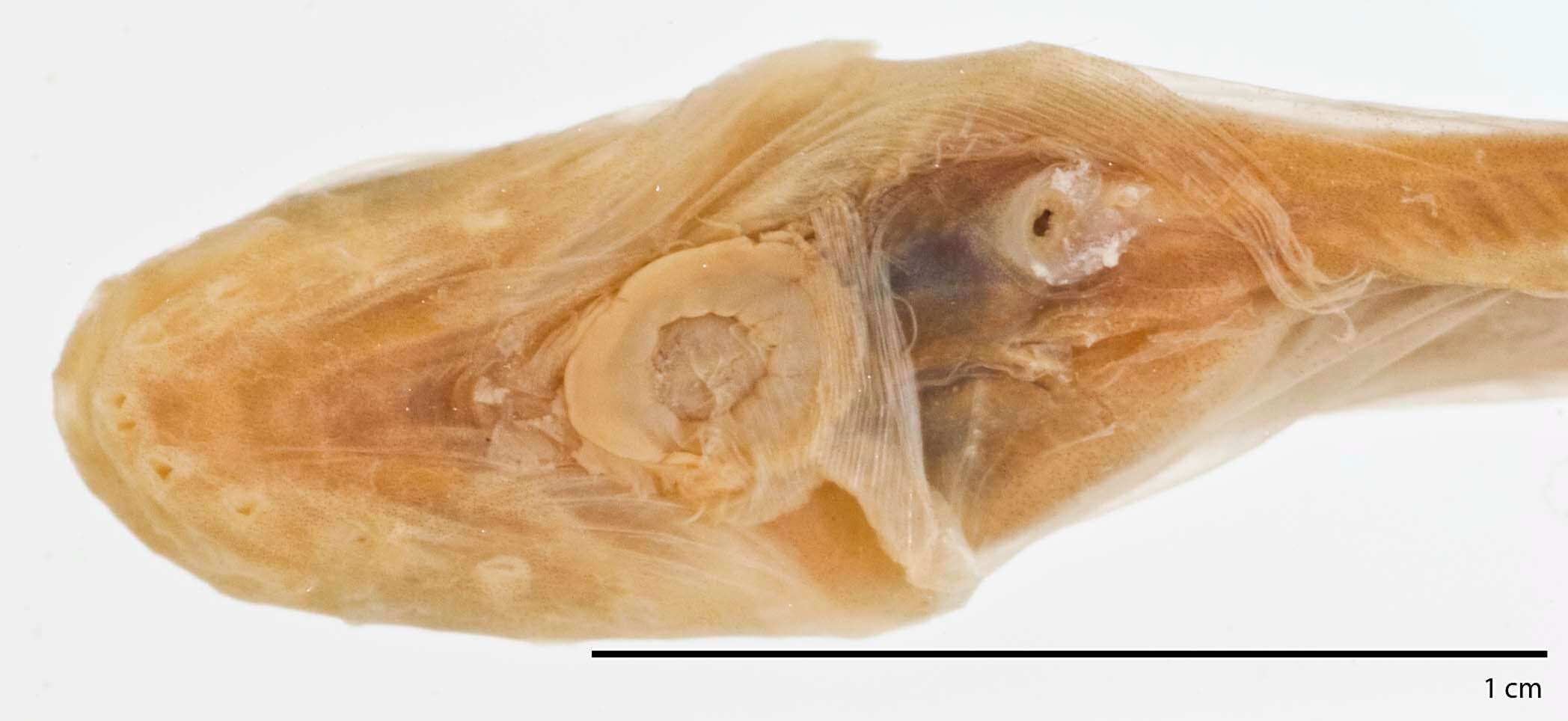 Plancia ëd Careproctus homopterus Gilbert & Burke 1912