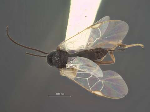 Image of Apanteles phycodis Viereck 1913