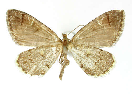 Image of Psaliodes demasaria Schaus 1912