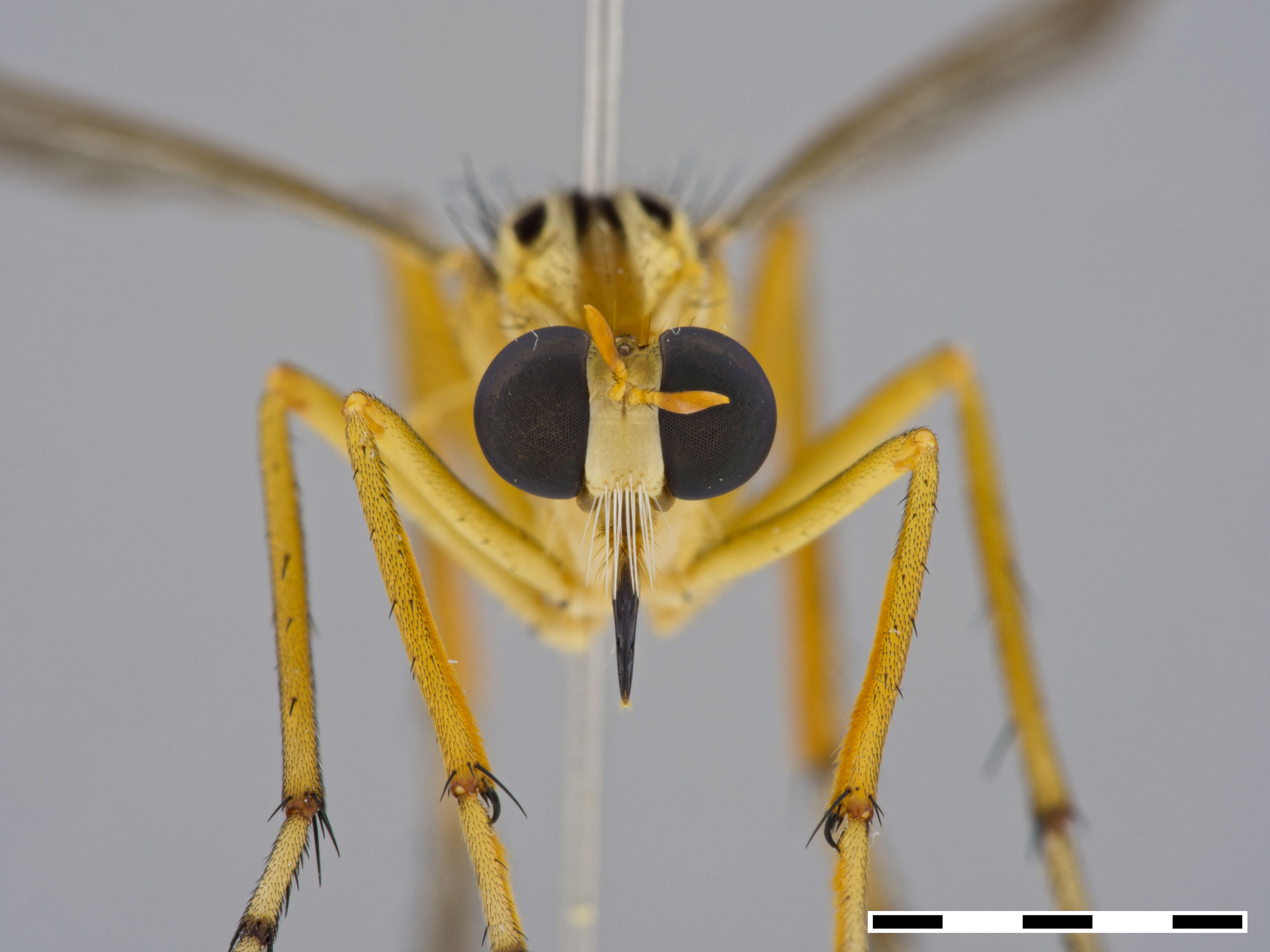 Image de Diogmites neoternatus (Bromley 1931)