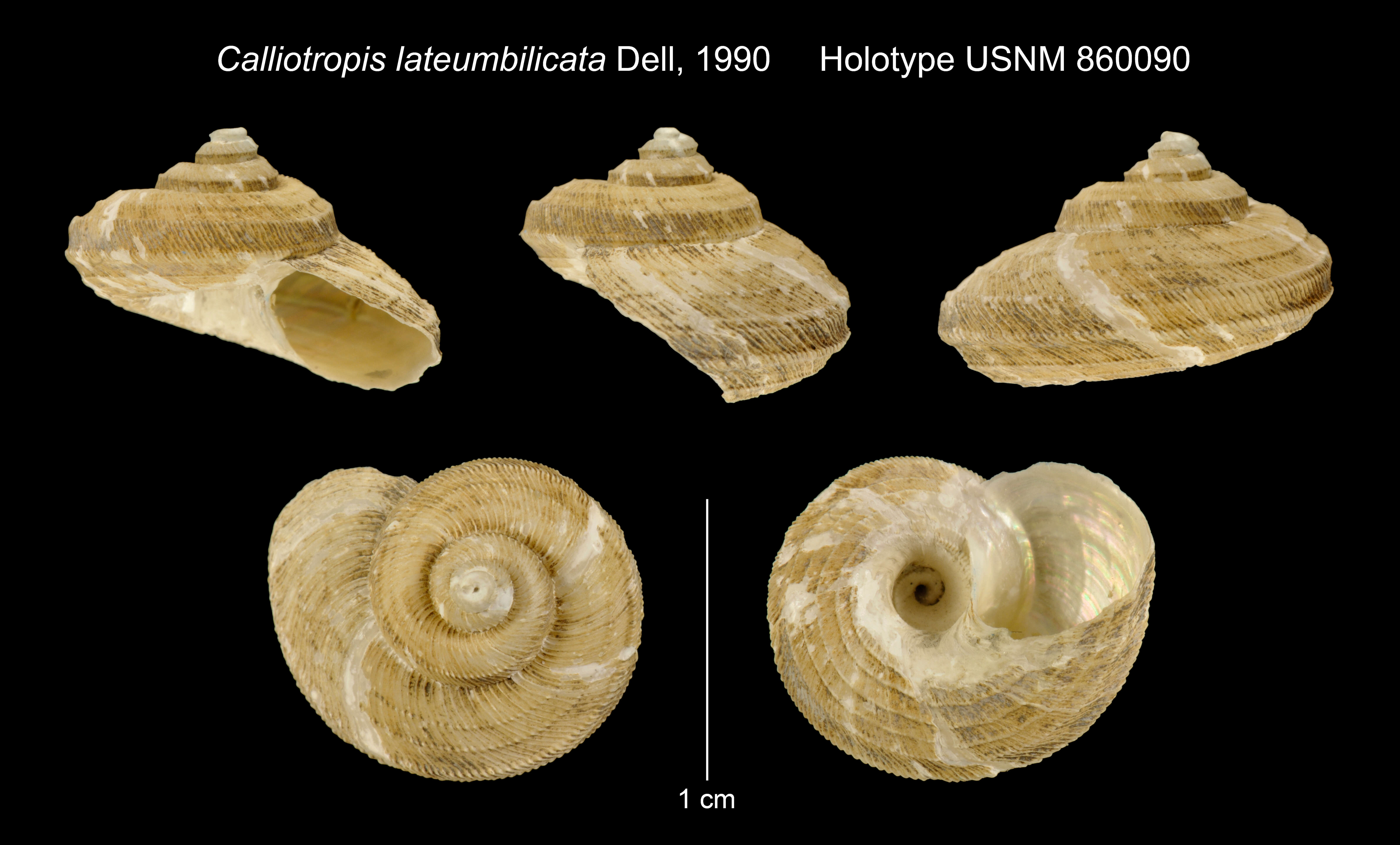 Image of Calliotropis lateumbilicata Dell 1990