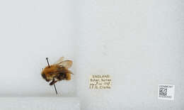 Image of Common carder bumblebee