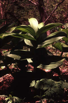 Image of Broad-leaved Helleborine