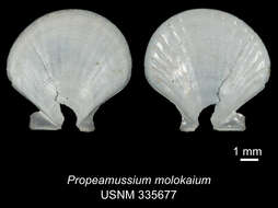 Image de Parvamussium molokaium (Dall, Bartsch & Rehder 1938)