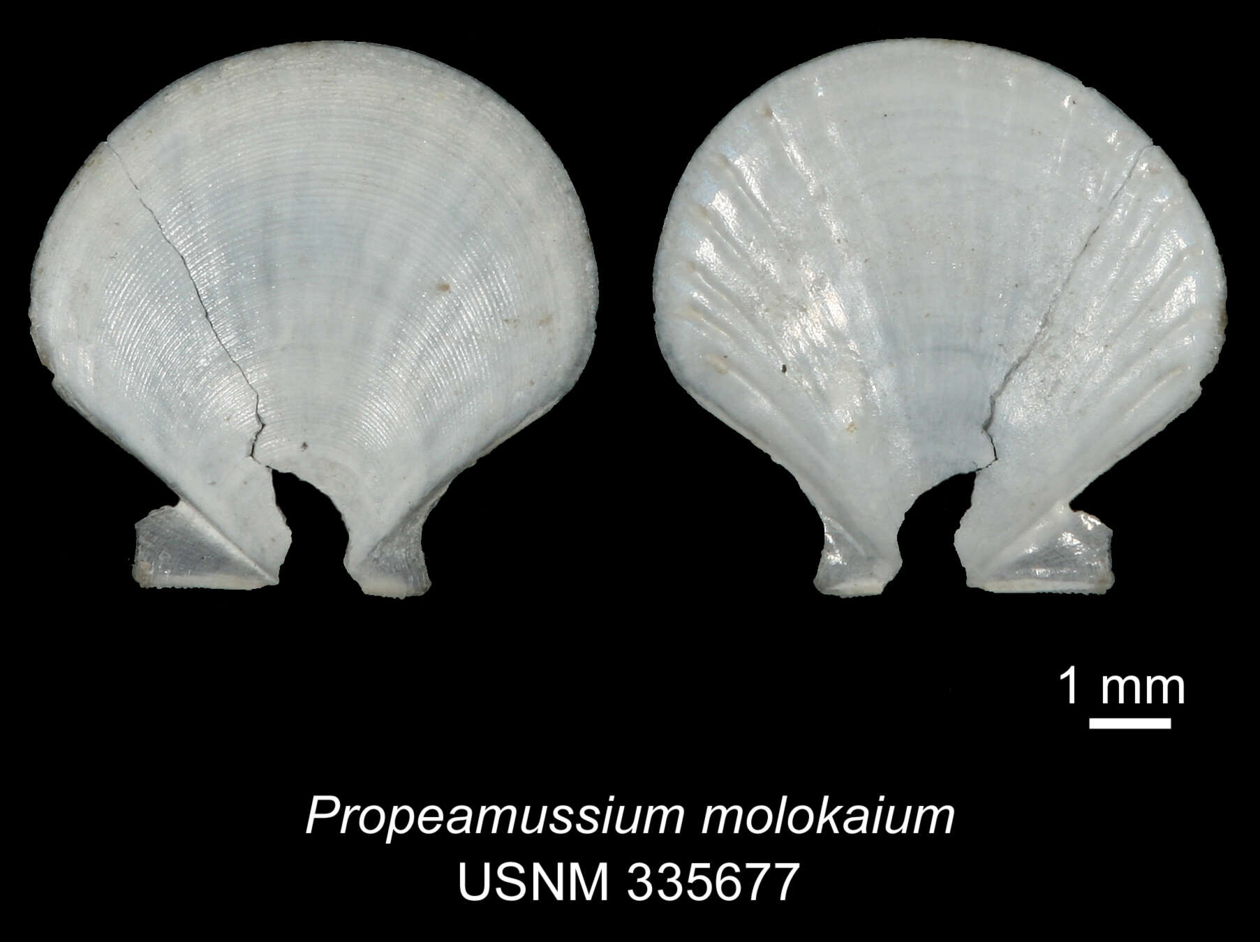 Image of Parvamussium molokaium (Dall, Bartsch & Rehder 1938)