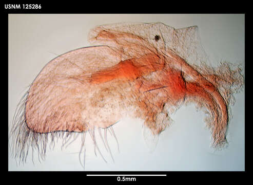 Image of Litoscalpellum Newman & Ross 1971