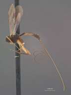 Image of Orgilus tenuis Muesebeck 1970