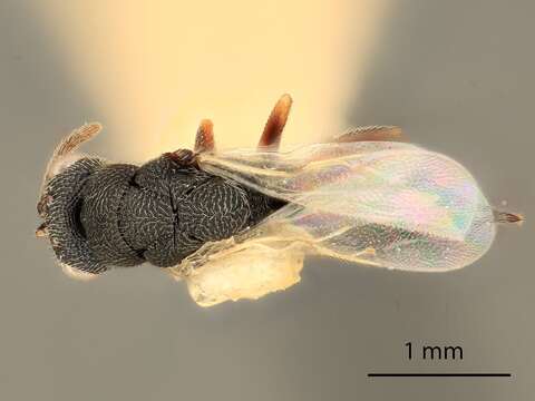 Image of Eurytoma lactucae Bugbee 1973