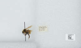 Image de Bombus insularis (Smith 1861)