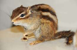 Image of Cambodian Striped Squirrel