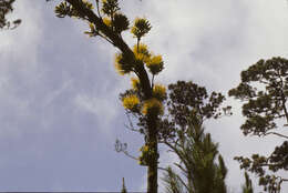 Image of Agave L.