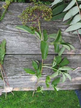 Plancia ëd Sambucus canadensis L.