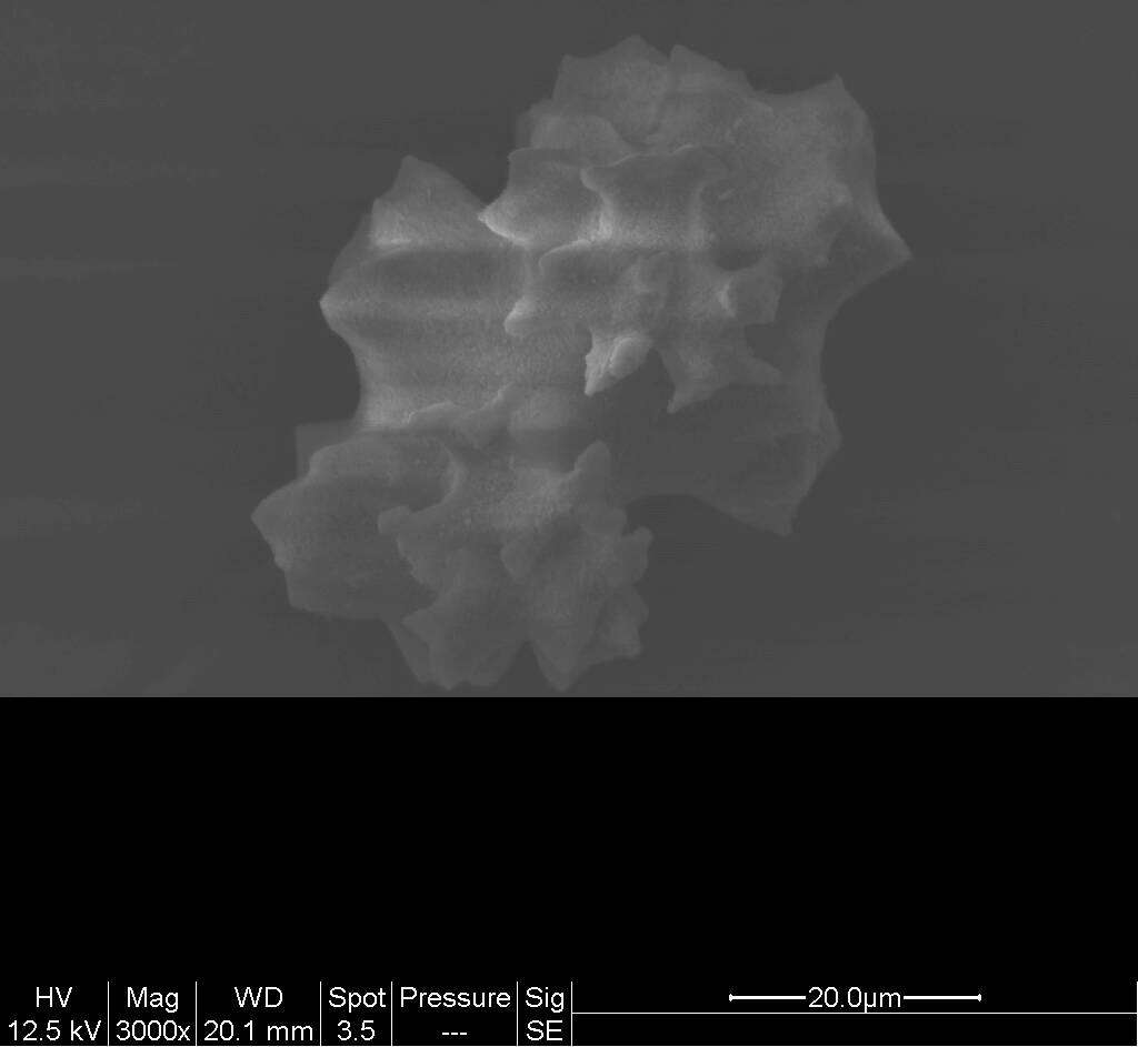 Image de Pleurocorallium niveum (Bayer 1956)