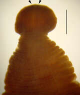 Image of Placobdella nuchalis (Sawyer & Shelley 1976)