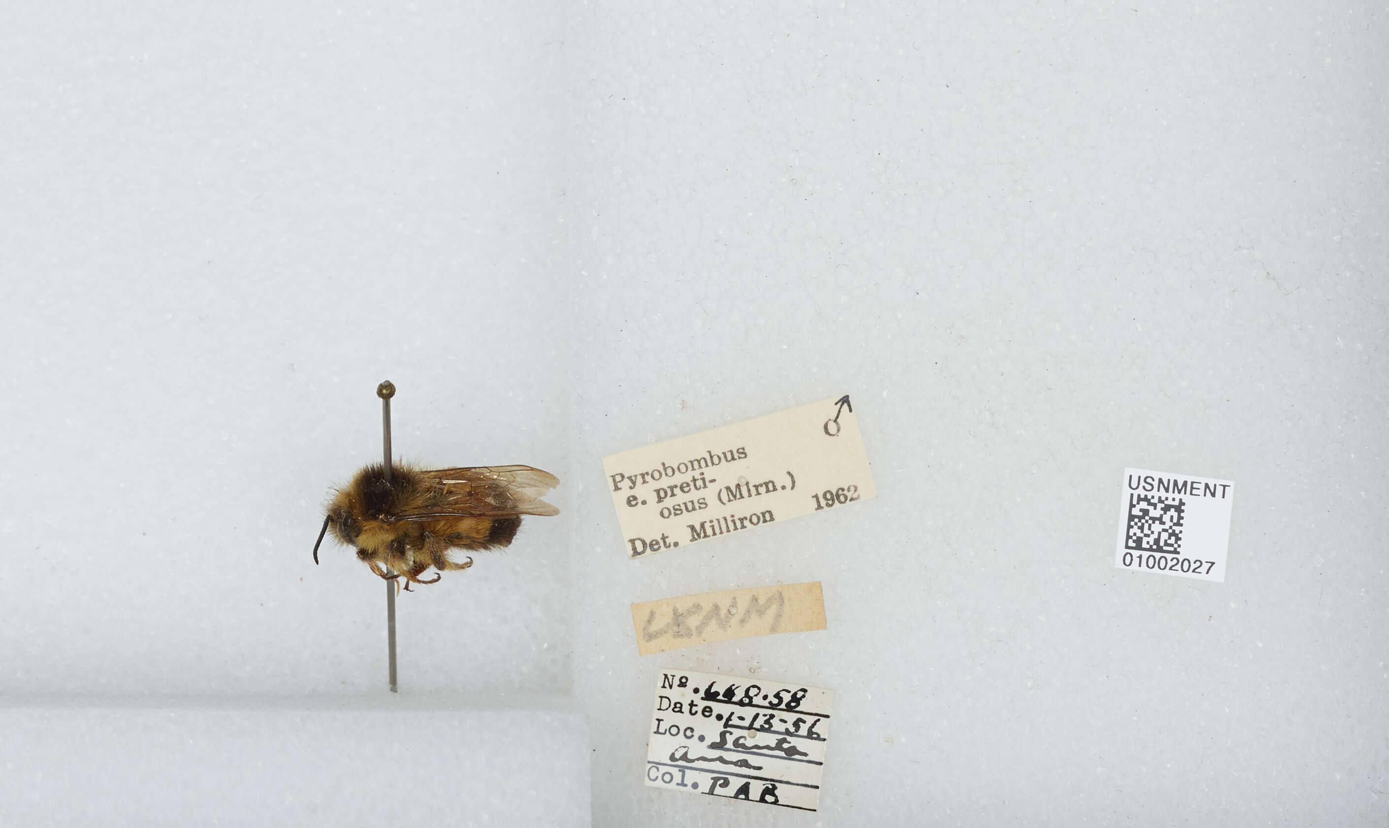 Image of Bombus breviceps Smith 1852