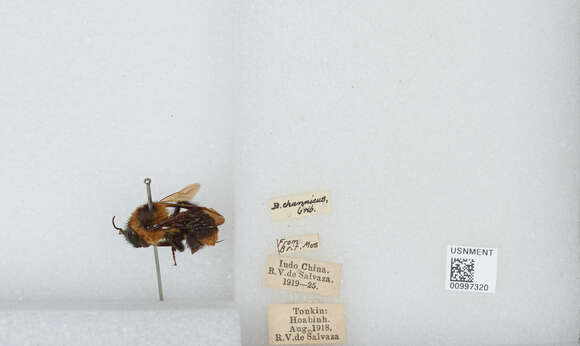 Image of Bombus breviceps Smith 1852