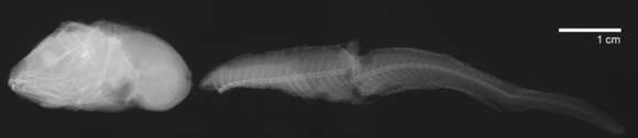 Image of Microdisk snailfish