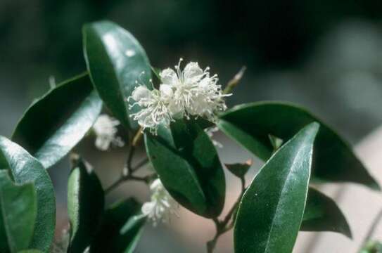 Eugenia biflora (L.) DC. resmi