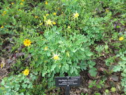 Image de Aquilegia chrysantha A. Gray