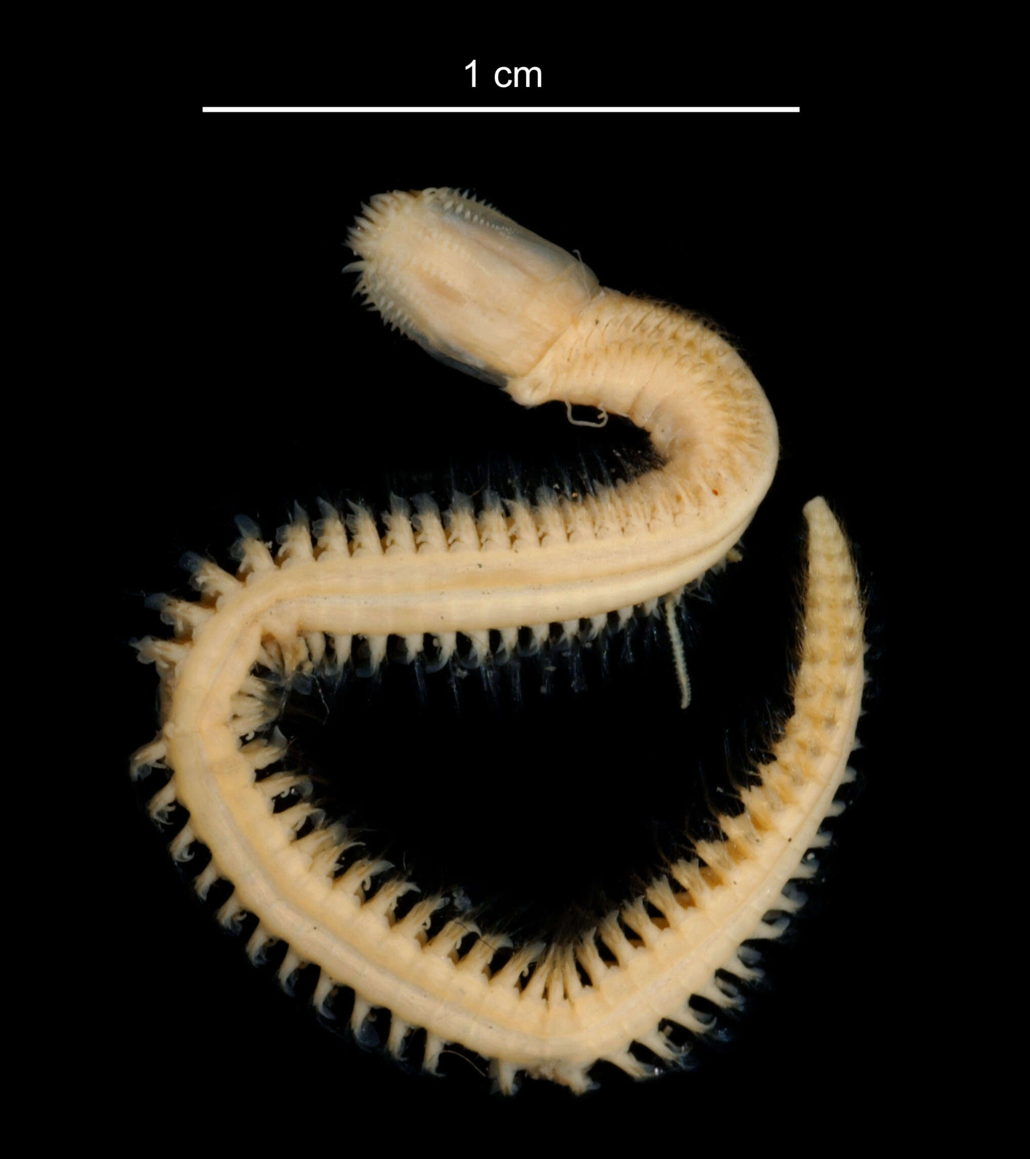 Image of "An Antarctic, polychaete worm"