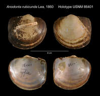 Image of Anodonta rubicunda I. Lea 1860