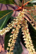 Image of Clethra L.