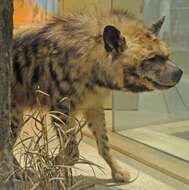 Image of Striped Hyena