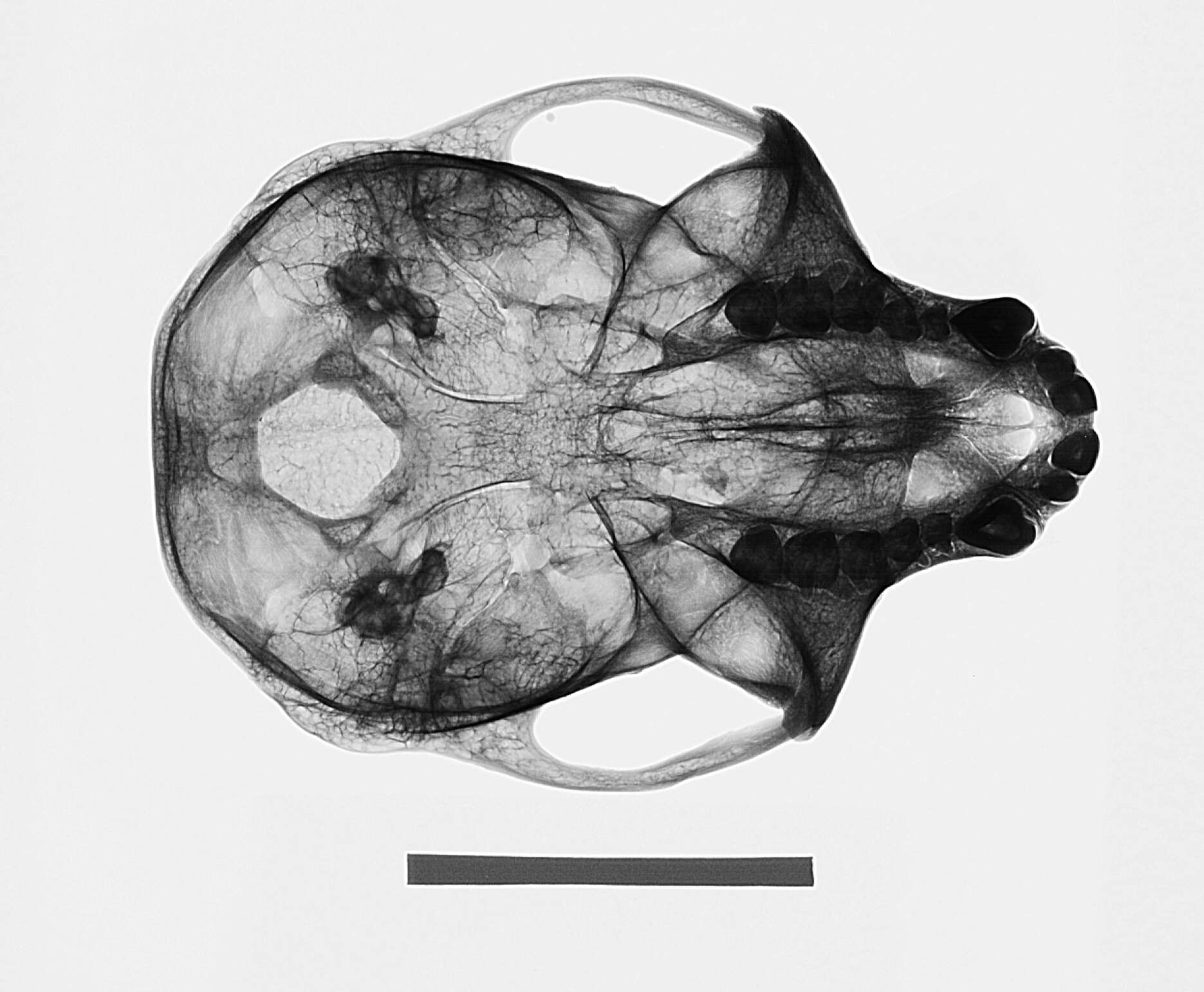 Слика од Chlorocebus pygerythrus hilgerti (Neumann 1902)
