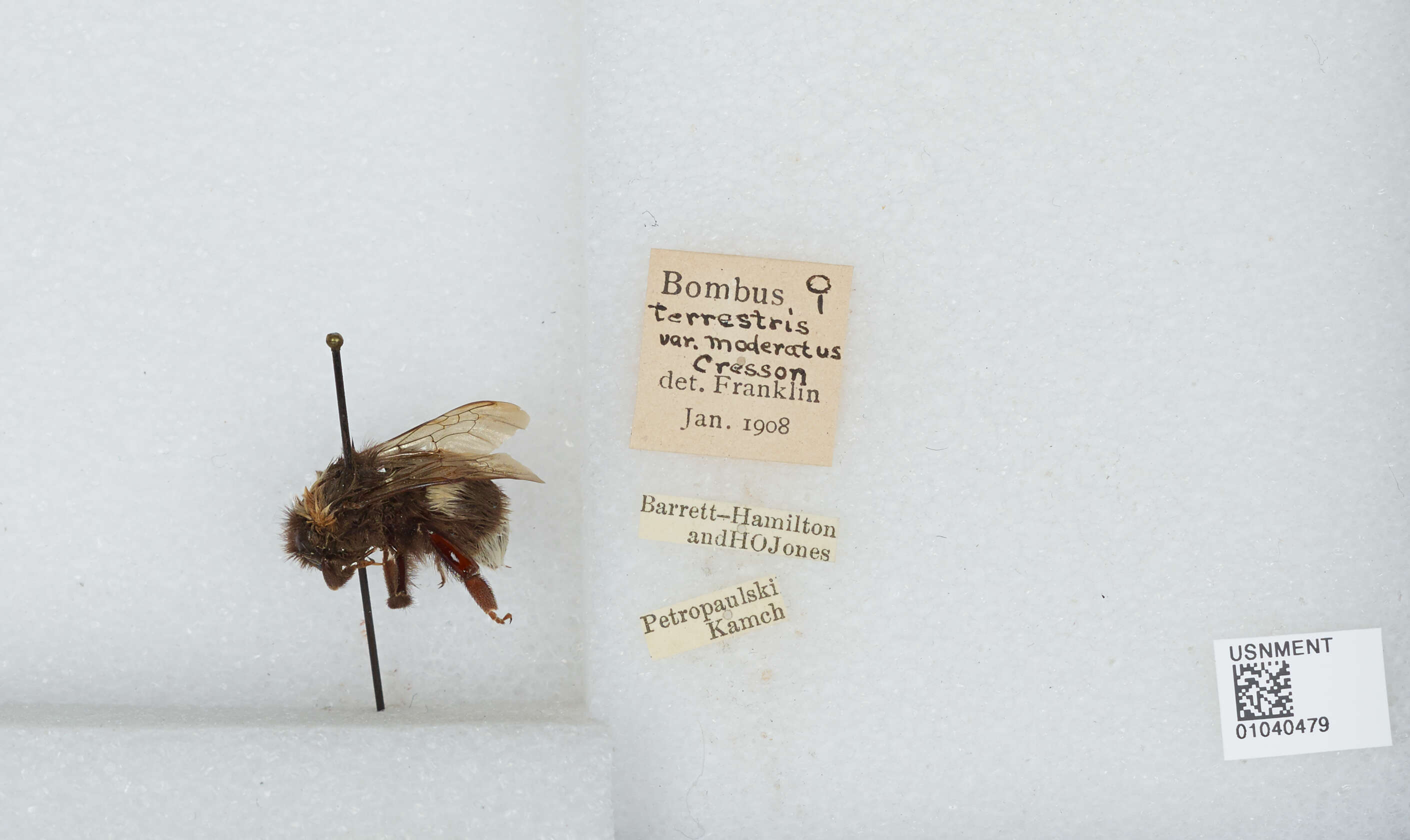 Слика од Bombus patagiatus Nylander 1848