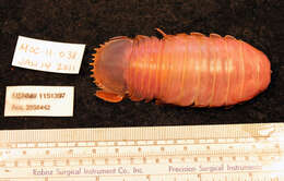 Image of Giant Isopods