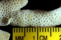 Image of pore coral