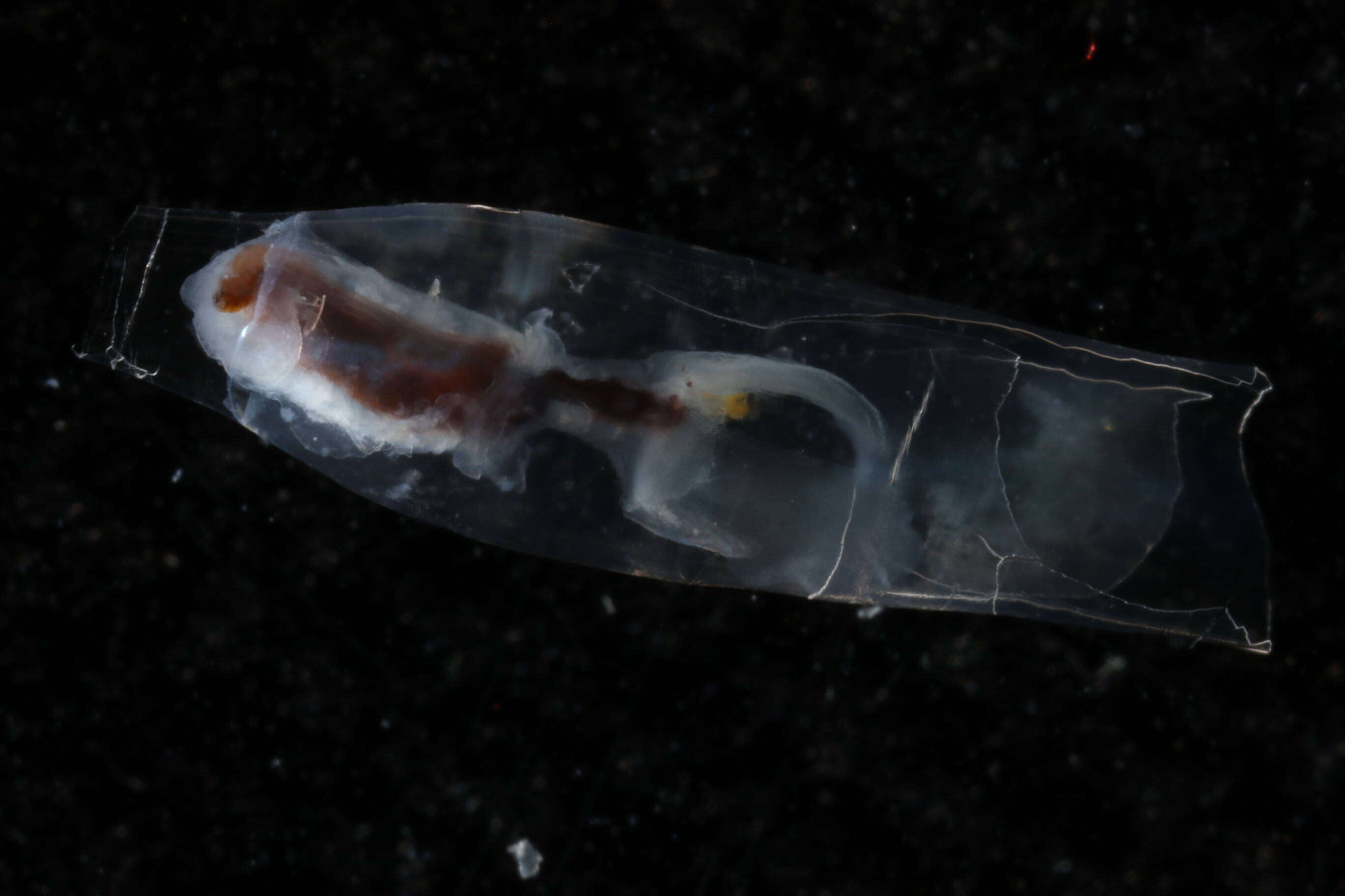 Image of cigar pteropod