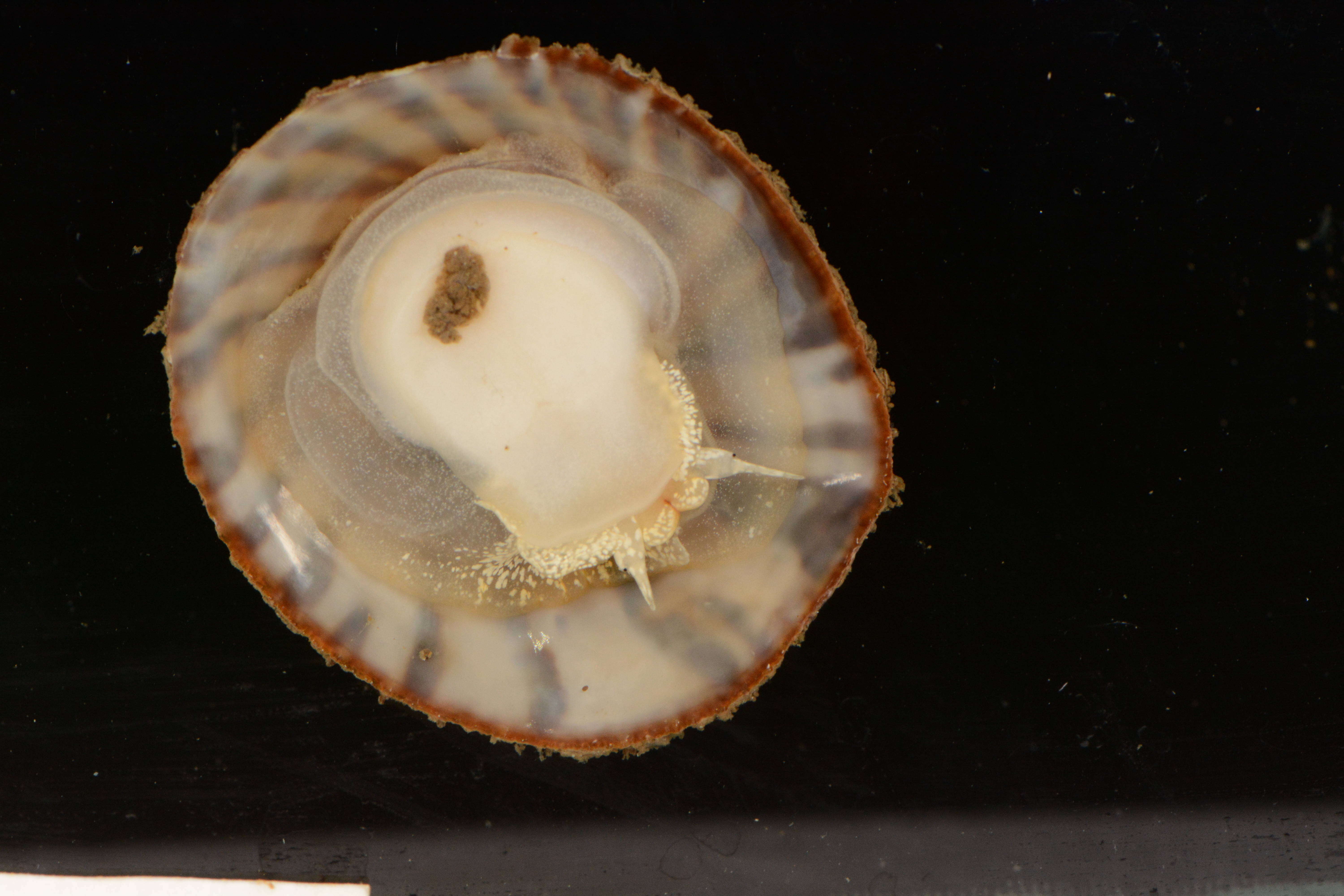 Image of Spiny cup and saucer shell