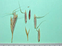 Image of weedy brome