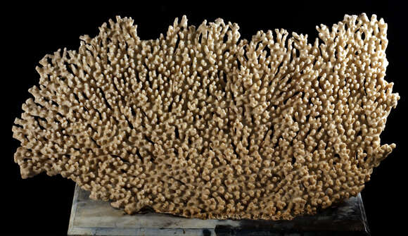 Image of Acropora spicifera (Dana 1846)