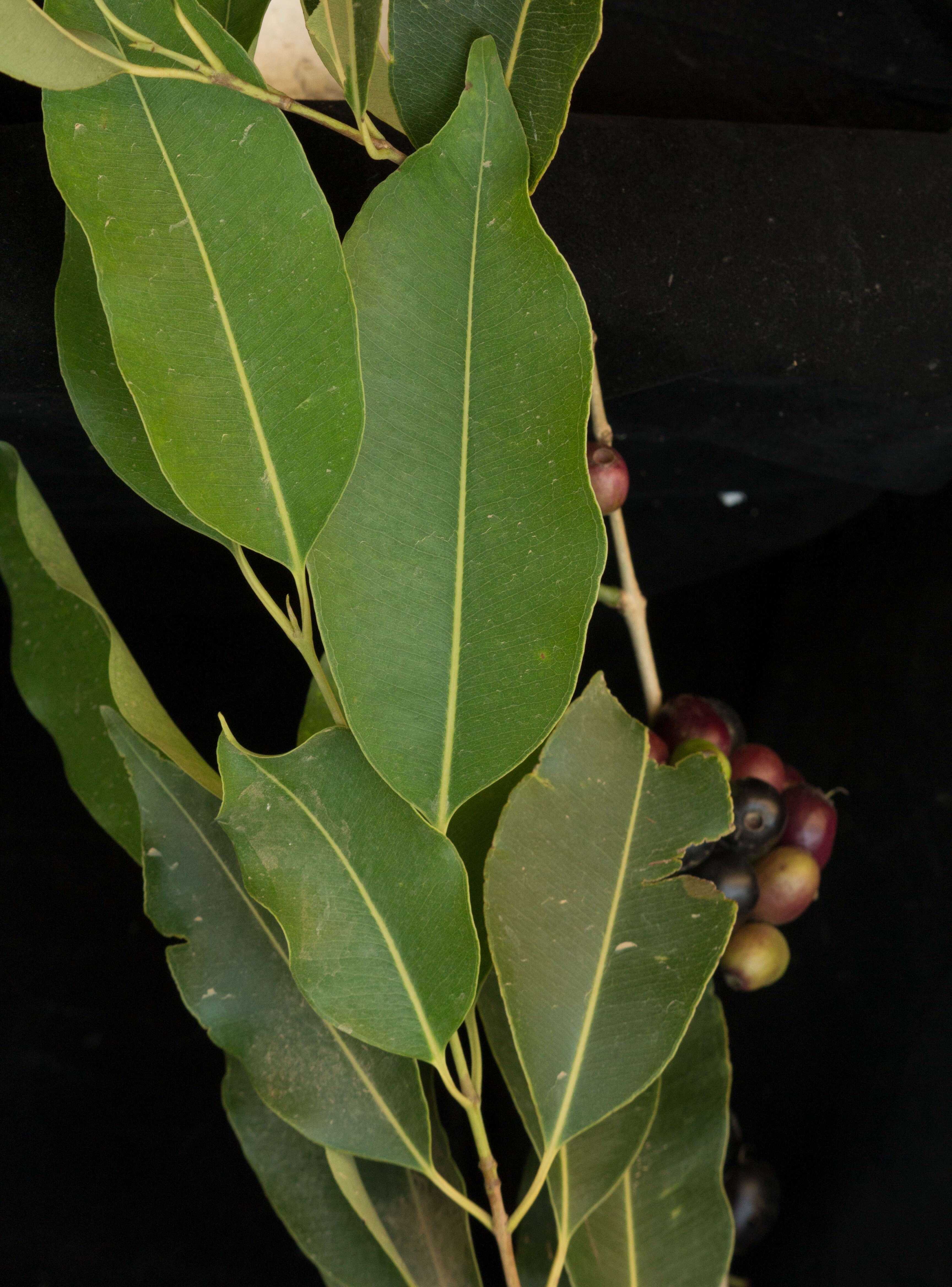 Image of Java plum